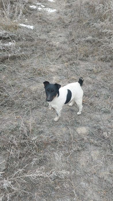 Фокстерьер. Мальчик и девочка