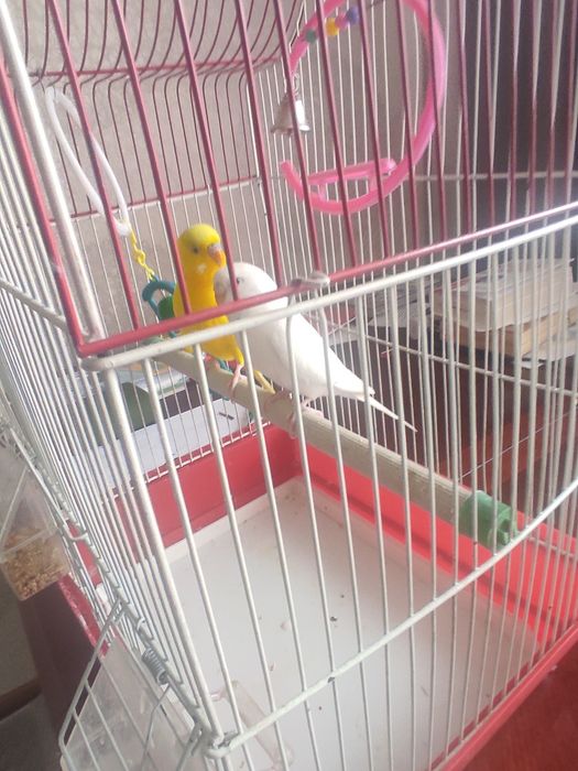 Продам попугаев в добрые руки