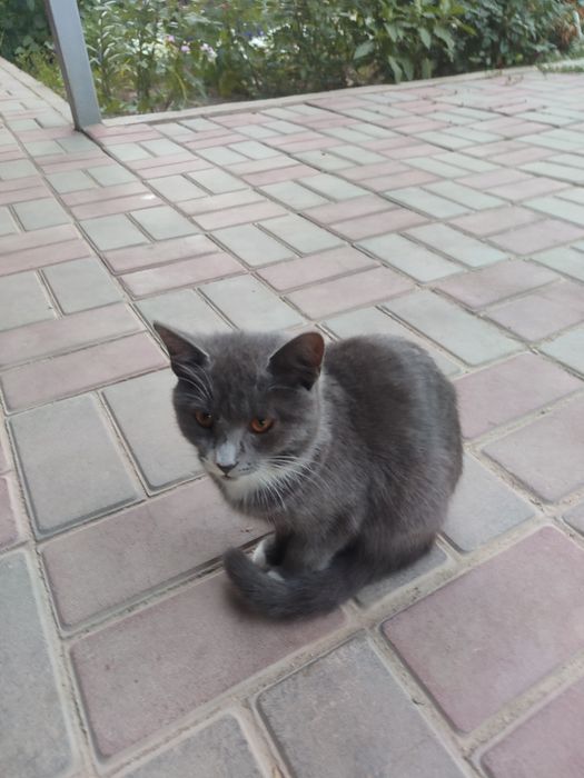 Отдам котят в хорошие руки