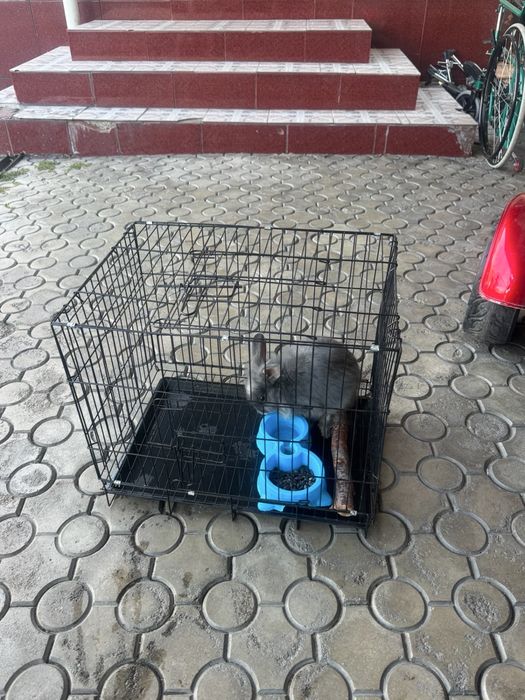 Продам декоративного кролика