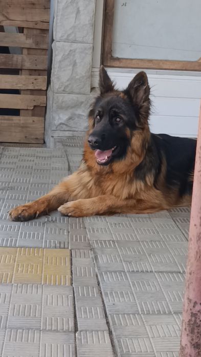 Ciobănesc german cu parul lung