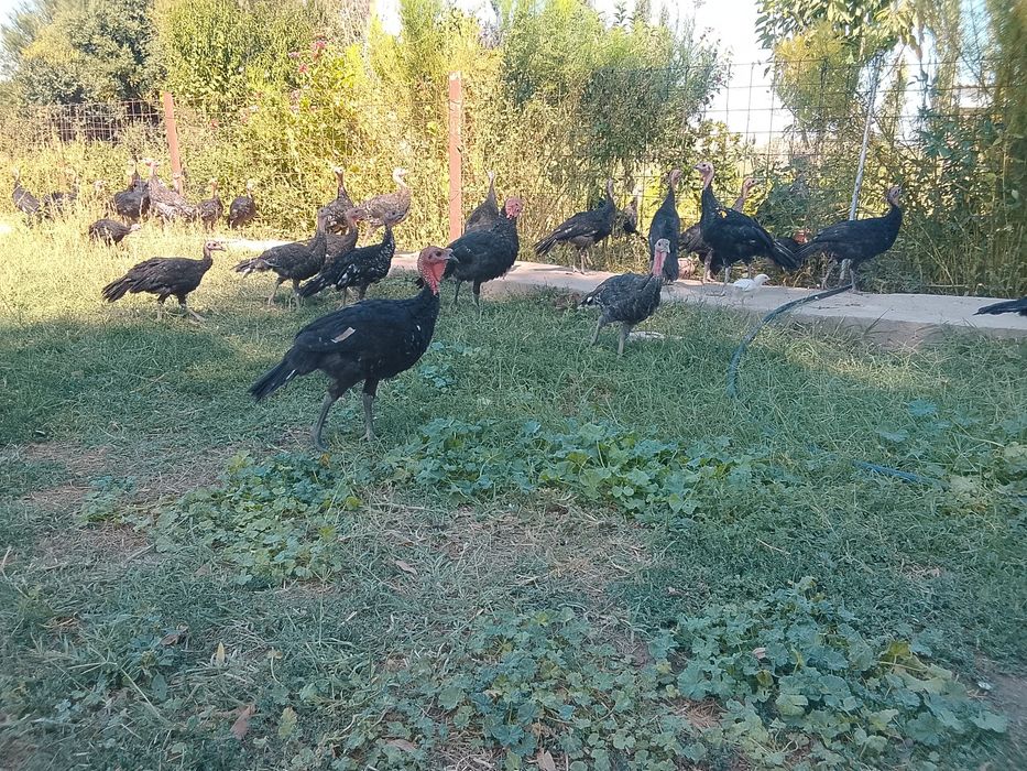 Продам продам продам