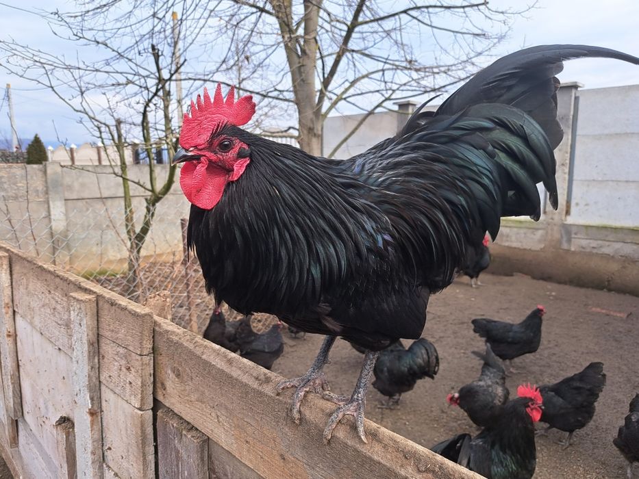Vând cocoși australorp negri