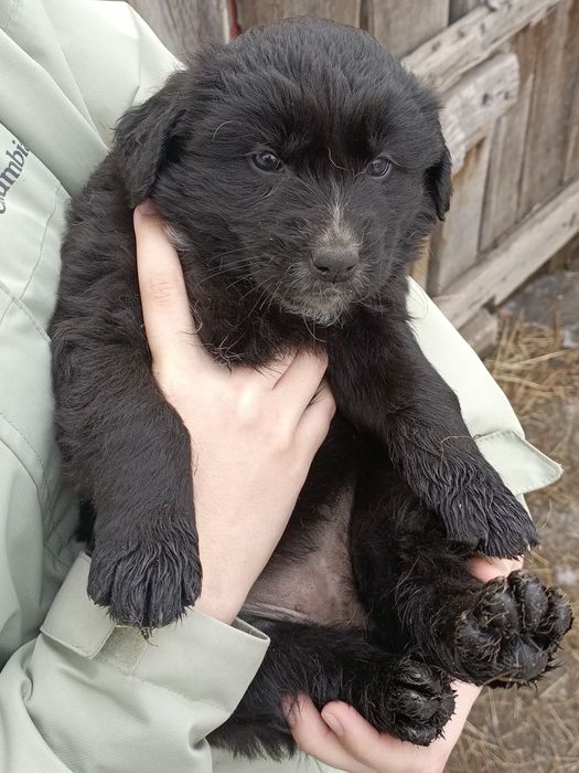 Щенок девочка! Бесплатно! Срочно!