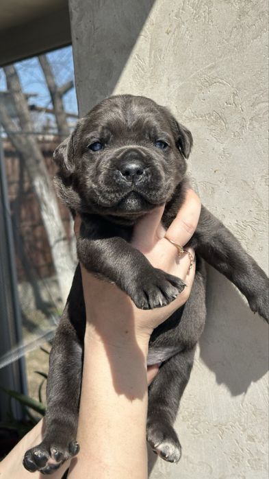 Итальянский Кане Корсо