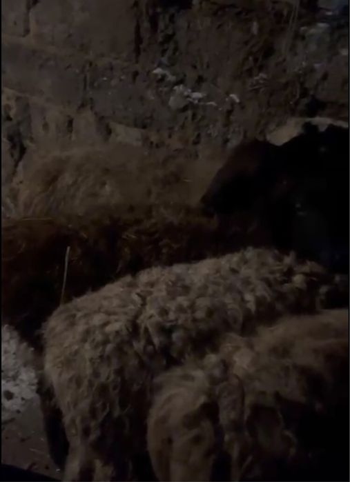 Токты молодые жирные