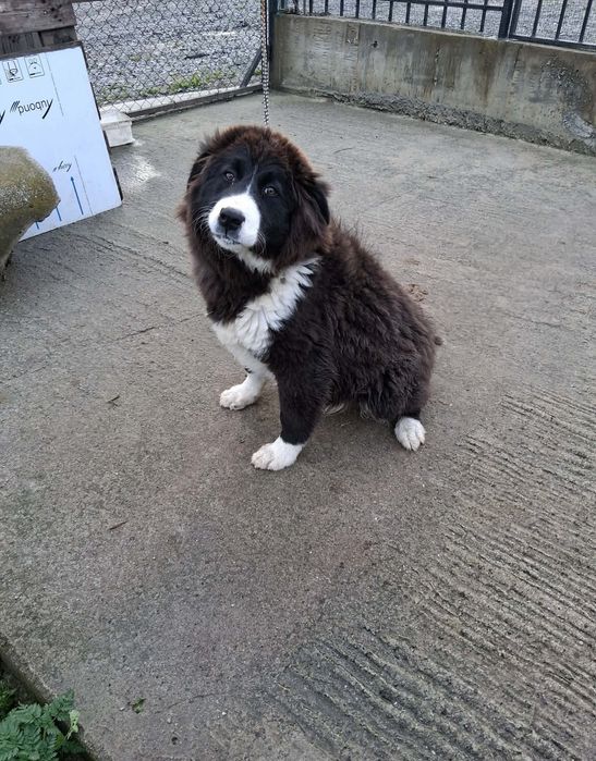 БОК кученце на 6 месеца – женско, ваксинирано