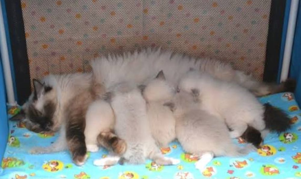 Котята невской маскарадной