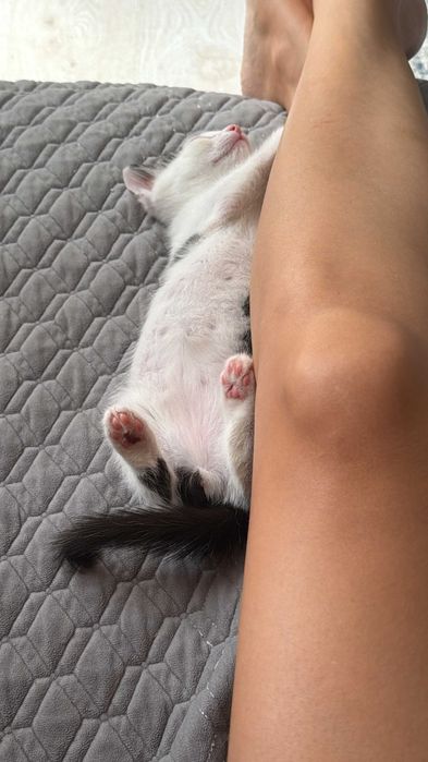 Котенок в любящие руки