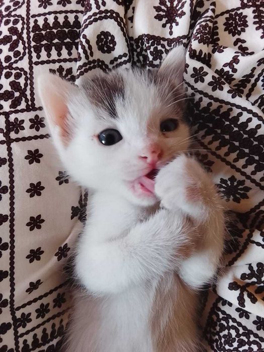 Отдам даром рукам котят