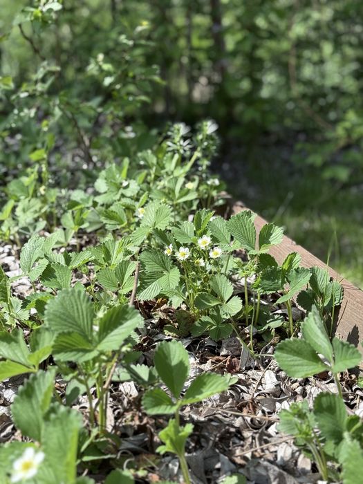 Căpșuni foarte rodnici la ghiveci 3 + 1 gratis