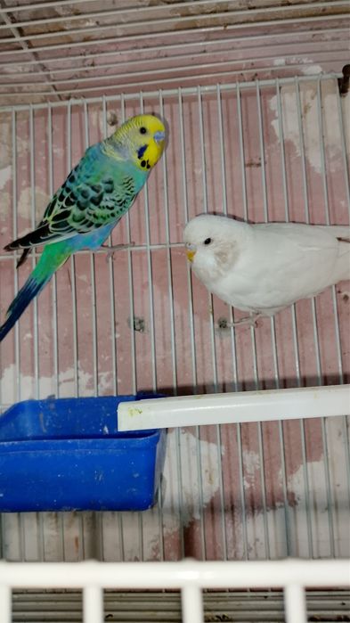 Qafasi bilan 1 juft papugaychiklar sotiladi