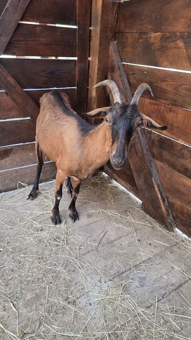 Capra Alpină Franceză