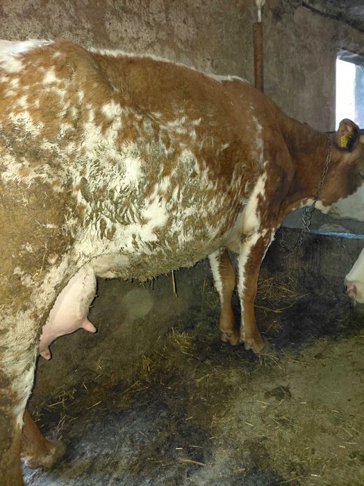 Vind vaca tinara gestanta in 4 luni