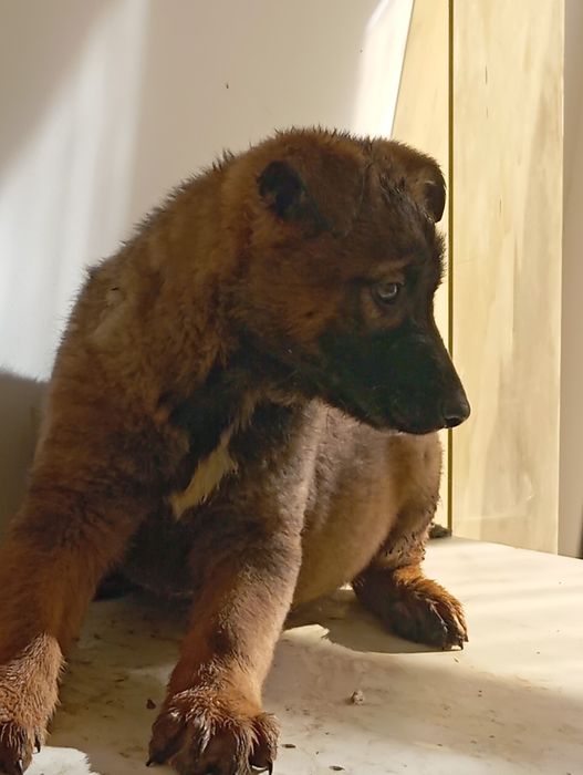 Кученца ,Белгийска овчарка Малиноа