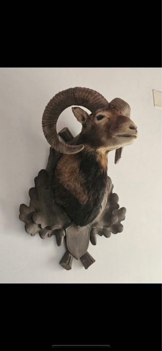 Trofeu muflon naturalizat Germania