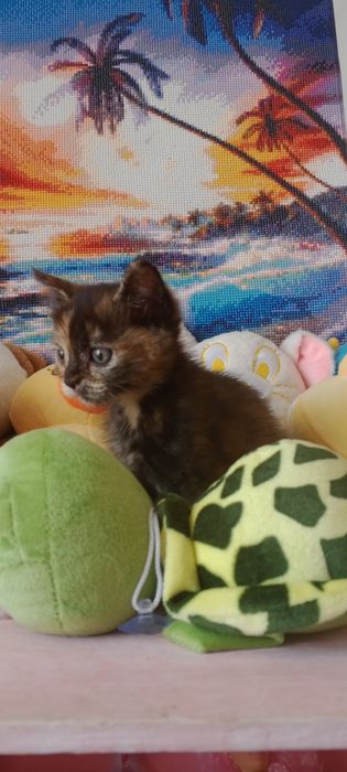 Котята ищут семью