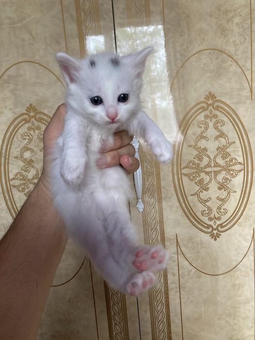 Котята продаются