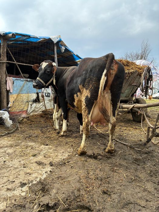 Vaca cu vitel Holstein