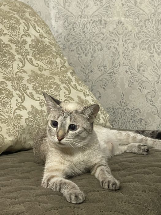 Отдам кошечку в добрые руки