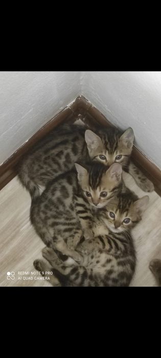 Бенгальские котята