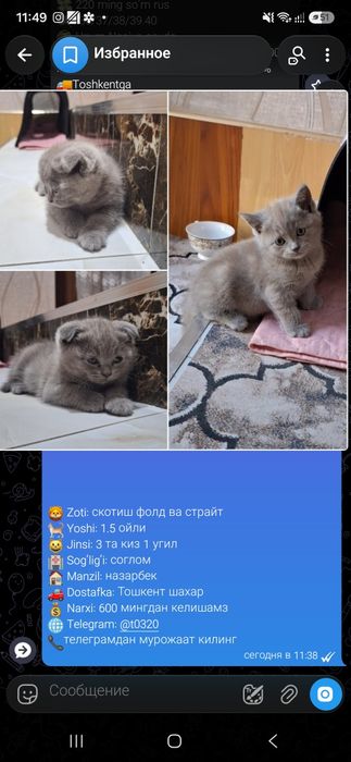Кошка котята. ): Mushuk