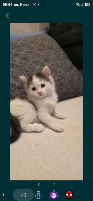 Отдам домашних котят.