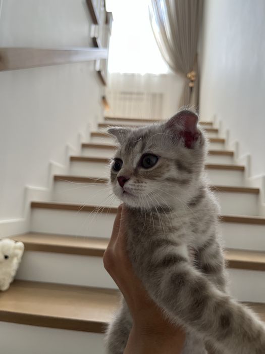 Шотландский вислоухий кот