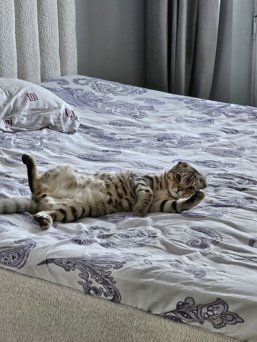 Продам кота (смесь Бенгальский + Британский)