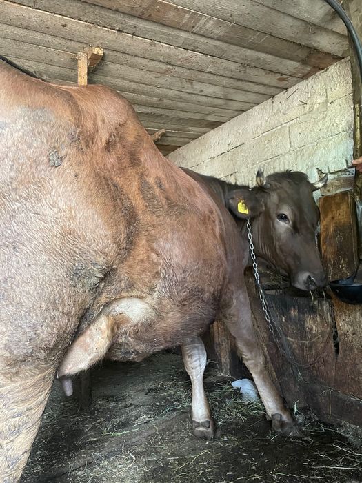 Vând vaca (junincă) cu vițel , vaca are 3 ani