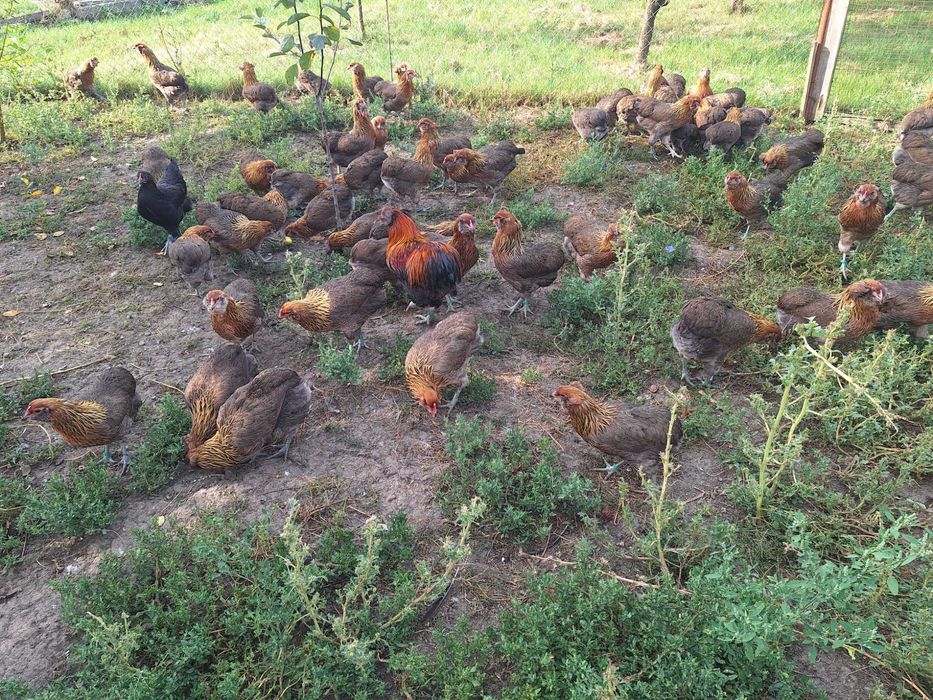 Araucana femele 2025 !!!