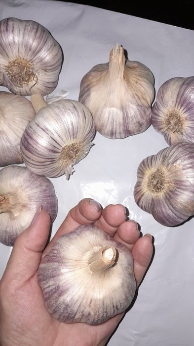 Продам чеснок,домашний