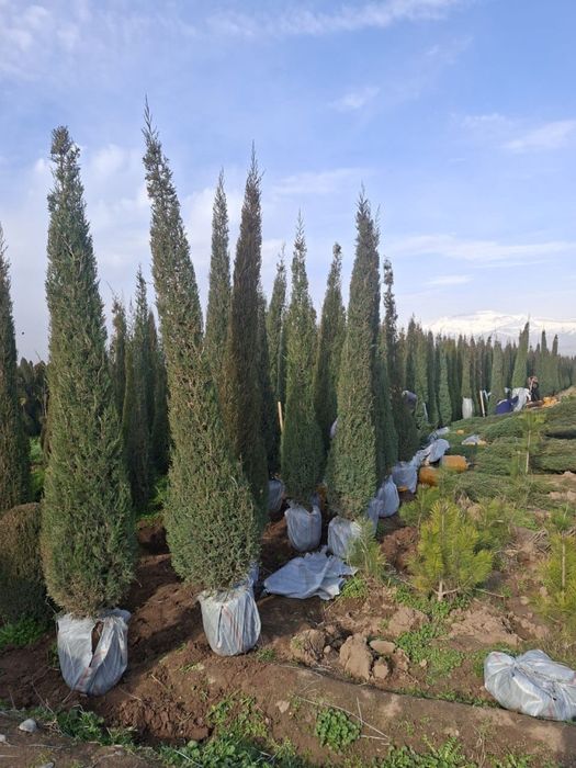 Можжеевельник ели туи пальмы