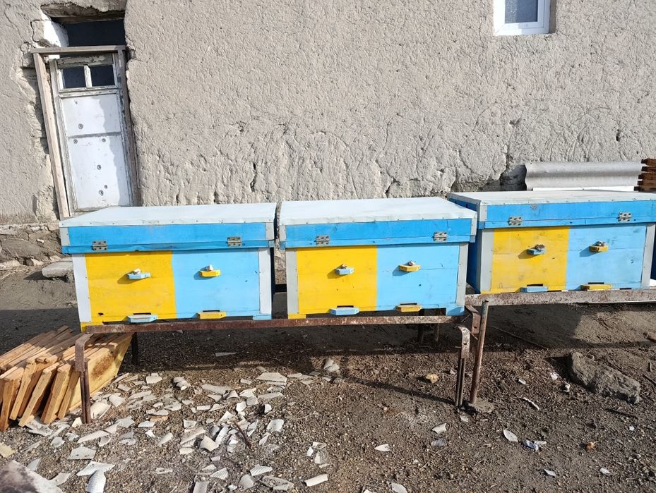 Asalari uyasi qutisi