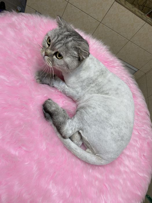 Стрижка собак и кошек в Актау !