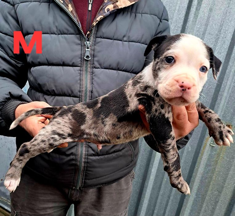 PITBUL-Питбул Мерле