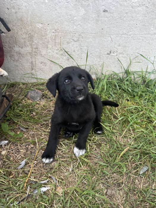 Отдадим щенят в хорошие руки !!