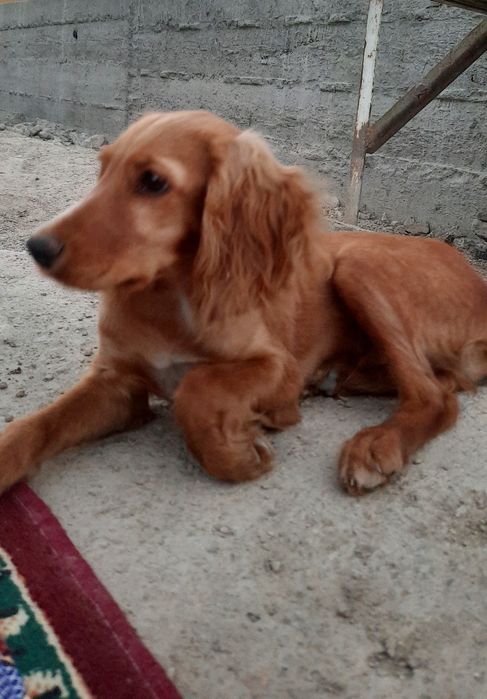 Собака спаниель, 6 месяца