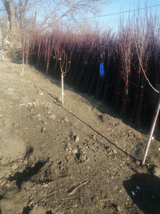 Pomi fructiferi diferite soiuri altoiți