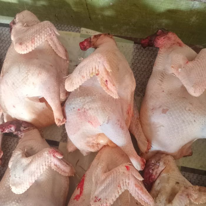 Куры на мясо продаётся