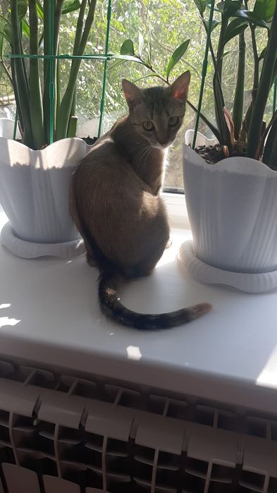 Отдам в хорошие руки кошку.