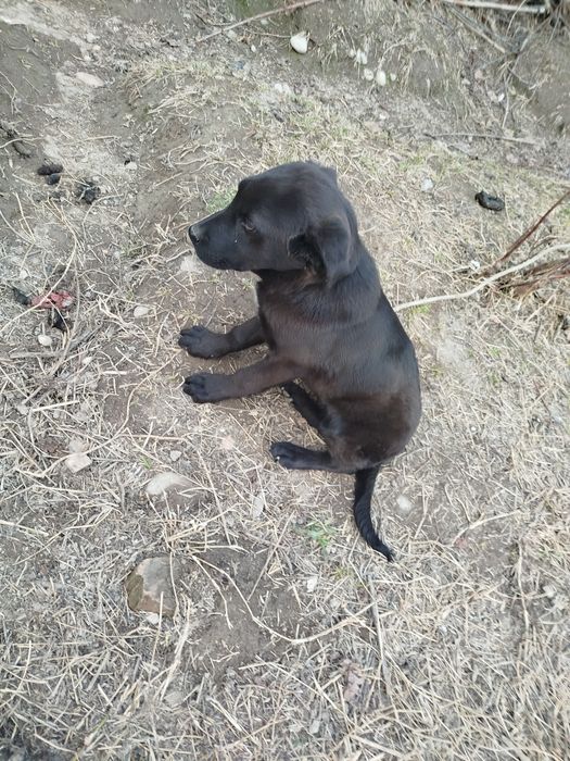 Собака лабарадор