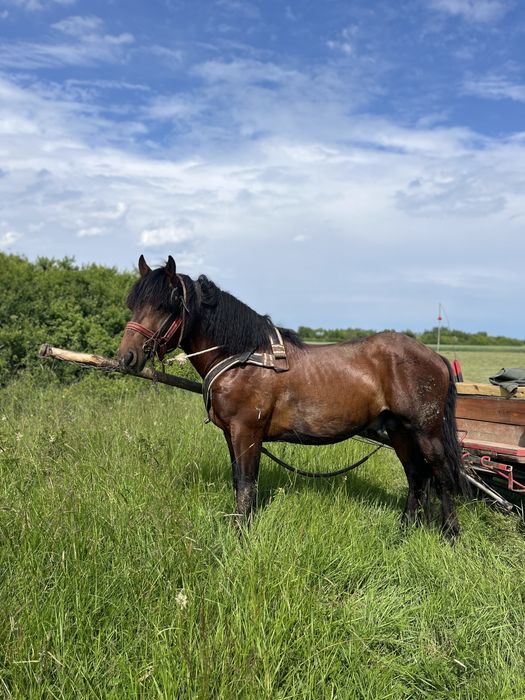 armăsar 4 ani jumate