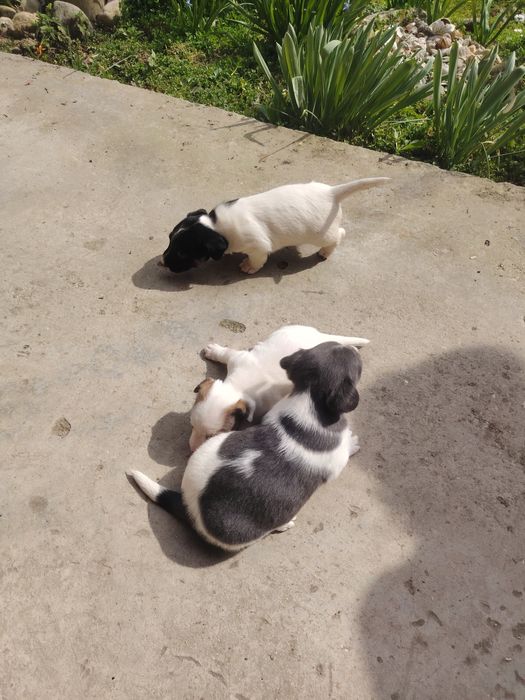 Кученца джак ръсел териер