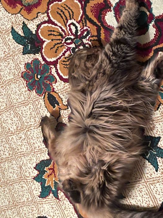 Пропала кошка в Бектемирском районе