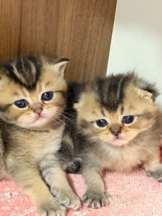 Золотая тикироновая шиншила