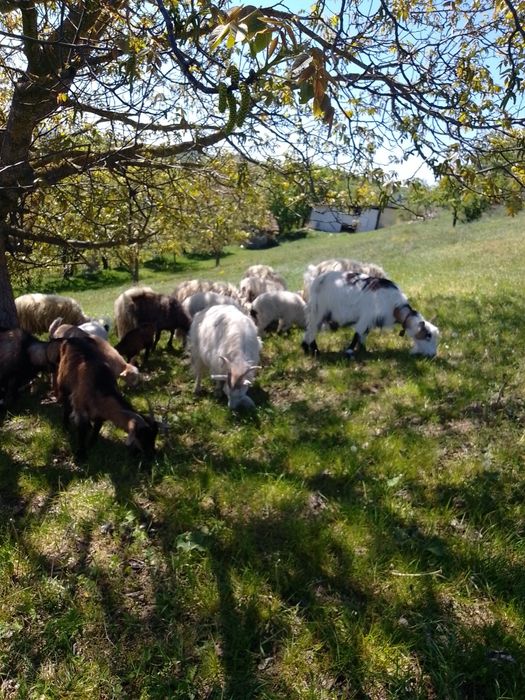Vând  12 capre  bune de lapte