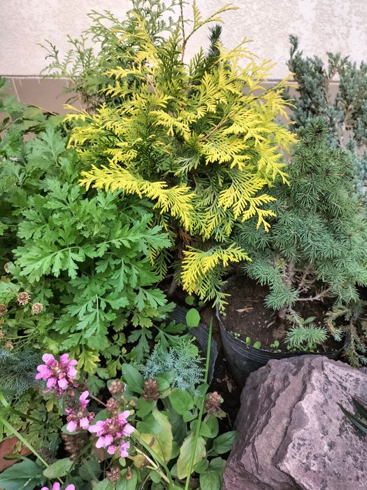 Сливы. Вишни. Яблони. Ели. Цветы.