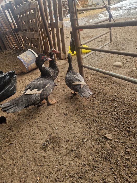 Индоутки  лавандовые