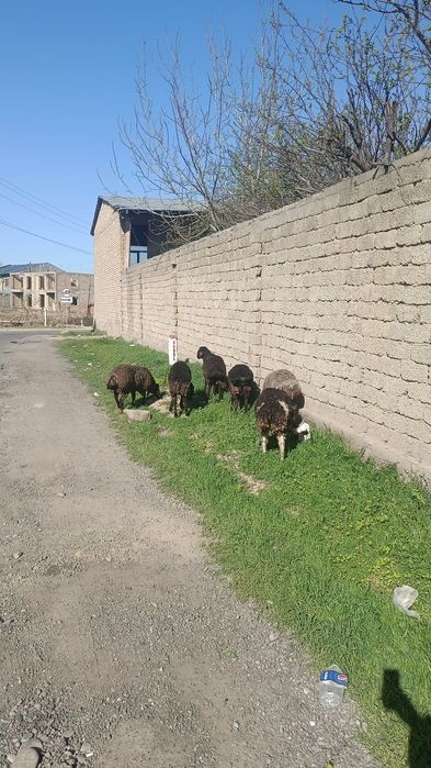 Qochqorlar sotiladi boqma qurbon hayitga boqsa